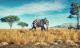 Elephant On The Grass Canvas Print