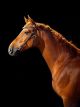 Portrait of Bay Horse with Dark Background Canvas Print