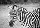 Black And White Zebra Canvas Print