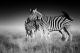 Black And White Photo of Two Zebras Canvas Print