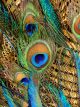 Peacock Tail Decorated with Golden Feathers and Leaves Canvas Print