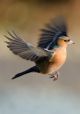 Male Chaffinch in Flight Canvas Print