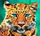 Tiger Face with Green Background Canvas Print