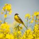 Bird in Yellow Flowers Canvas Print