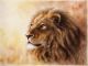 Lion Close Up Canvas Print