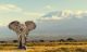 Elephant on Kilimanjaro Mountain, National Park of Kenya, Africa Canvas Print