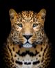 Close-up Leopard Portrait on Black Background Canvas Print