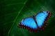 Big Butterfly Sitting on Green Leaves Canvas Print