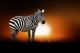 Zebra Against On The Background Of African Sunset Canvas Print