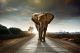  Elephant Walking on the Road Canvas Print