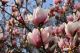 Magnolia Blooming Tree Canvas Print