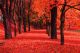 Red Autumn Tunnel Trees Canvas Print