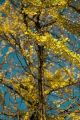 Ginkgo Biloba Tree Leaves Canvas Print