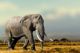 African Elephant, Masai Mara National Park, Kenya Canvas Print