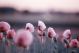 Poppy Flowers in Early Summer View Canvas Print