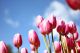 Beautiful Pink Tulips in the Park Canvas Print